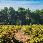 El ámbito geográfico de la DO Utiel-Requena lidera el viñedo ecológico valenciano